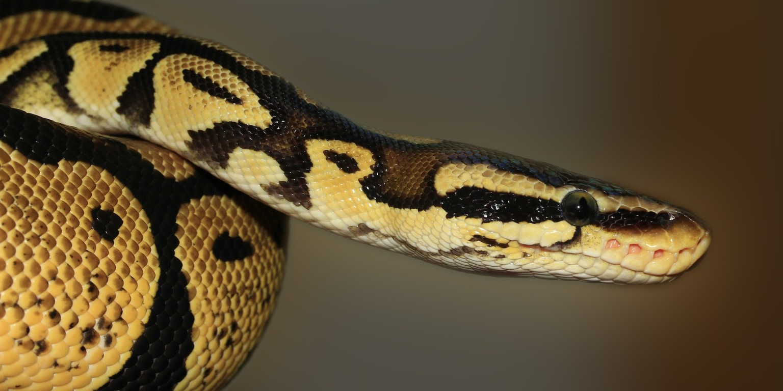 15   Python